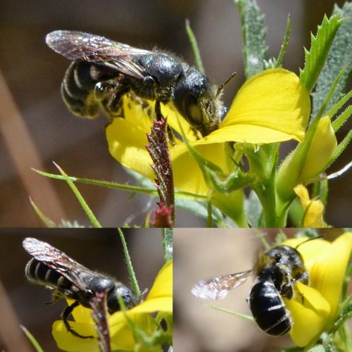 Osmia cephalotes